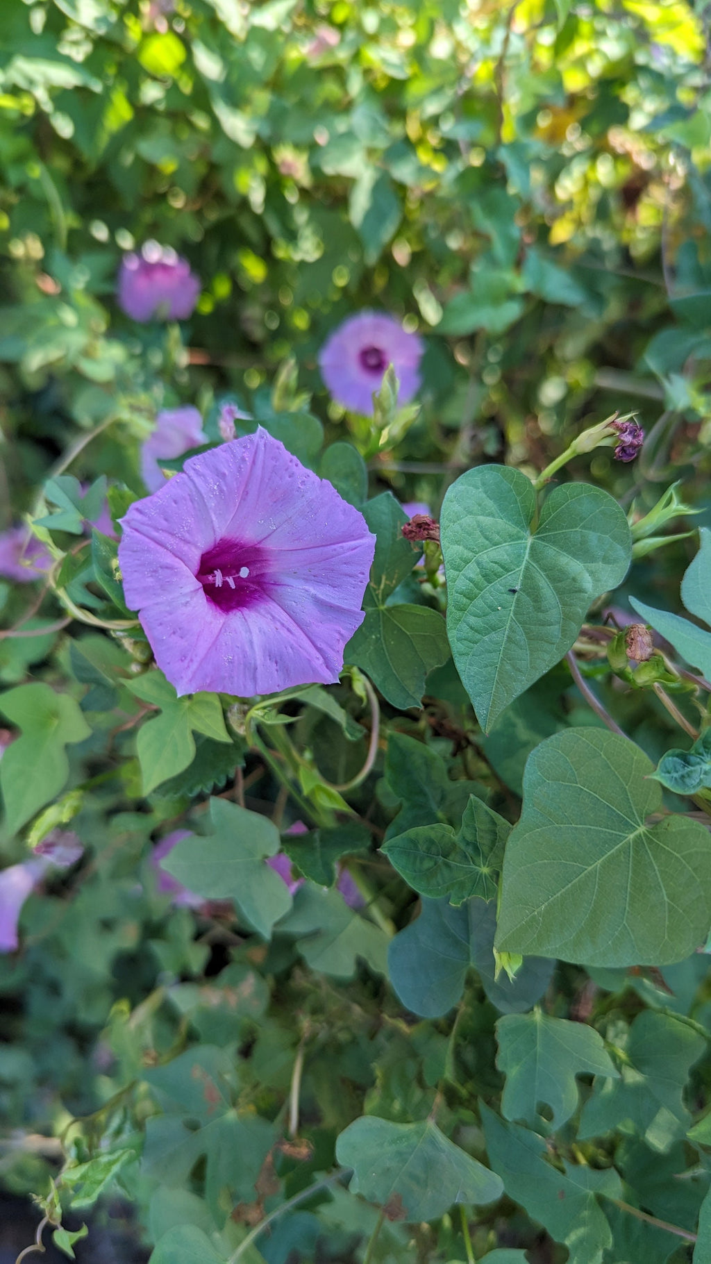 Ipomoea cordatotriloba (Tievine) - 20 Seeds