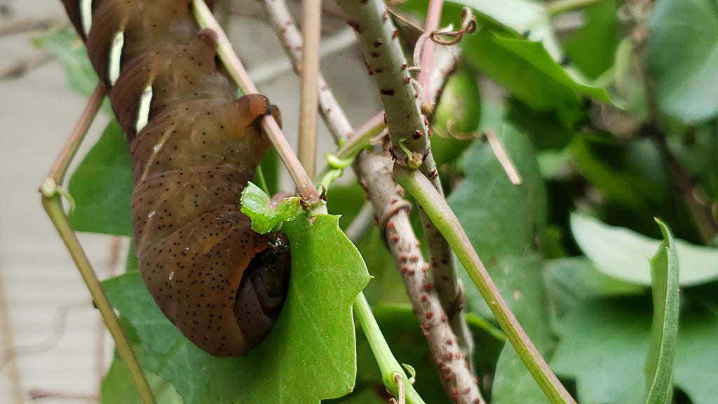 Cissus trifoliata (Sorrelvine) - 30 Seeds