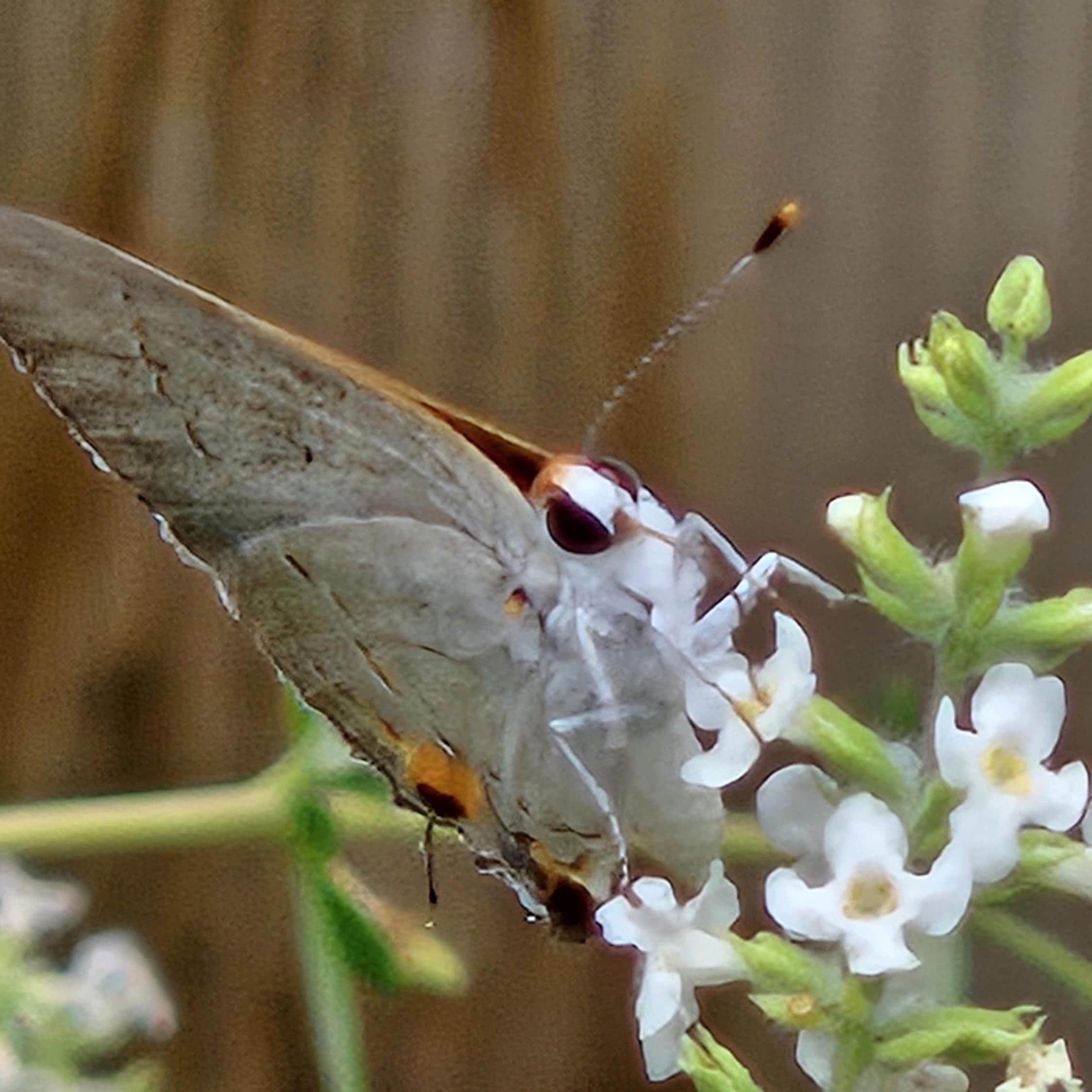 Aloysia gratissima (Whitebrush) Live Plant in 5" pot
