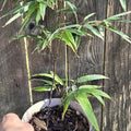 Phyllostachys nigra (Black Bamboo) Live Plant in 6" pot