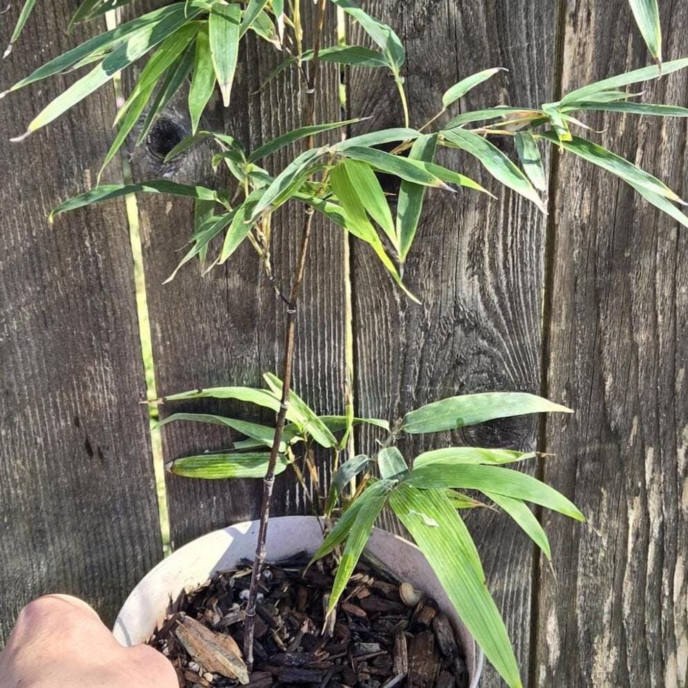 Phyllostachys nigra (Black Bamboo) Live Plant in 6" pot