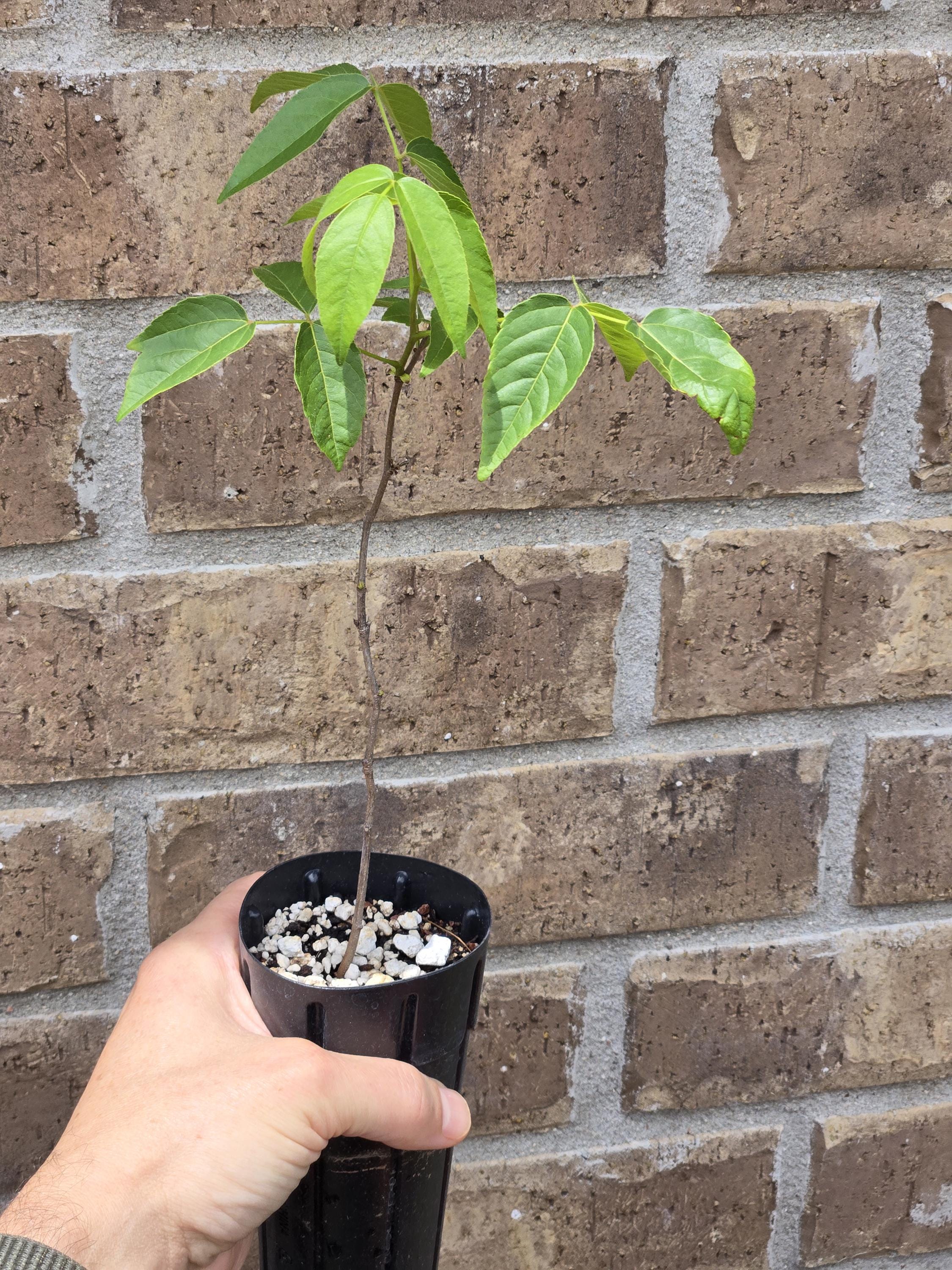 Ungnadia speciosa (Mexican Buckeye) Live Plant in half qt pot