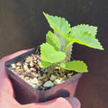 Lantana urticoides (Texas Lantana) Live Plant in 2.5" pot