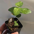Aloysia virgata (Sweet Almond Bush) Live Plant in 2.5" pot