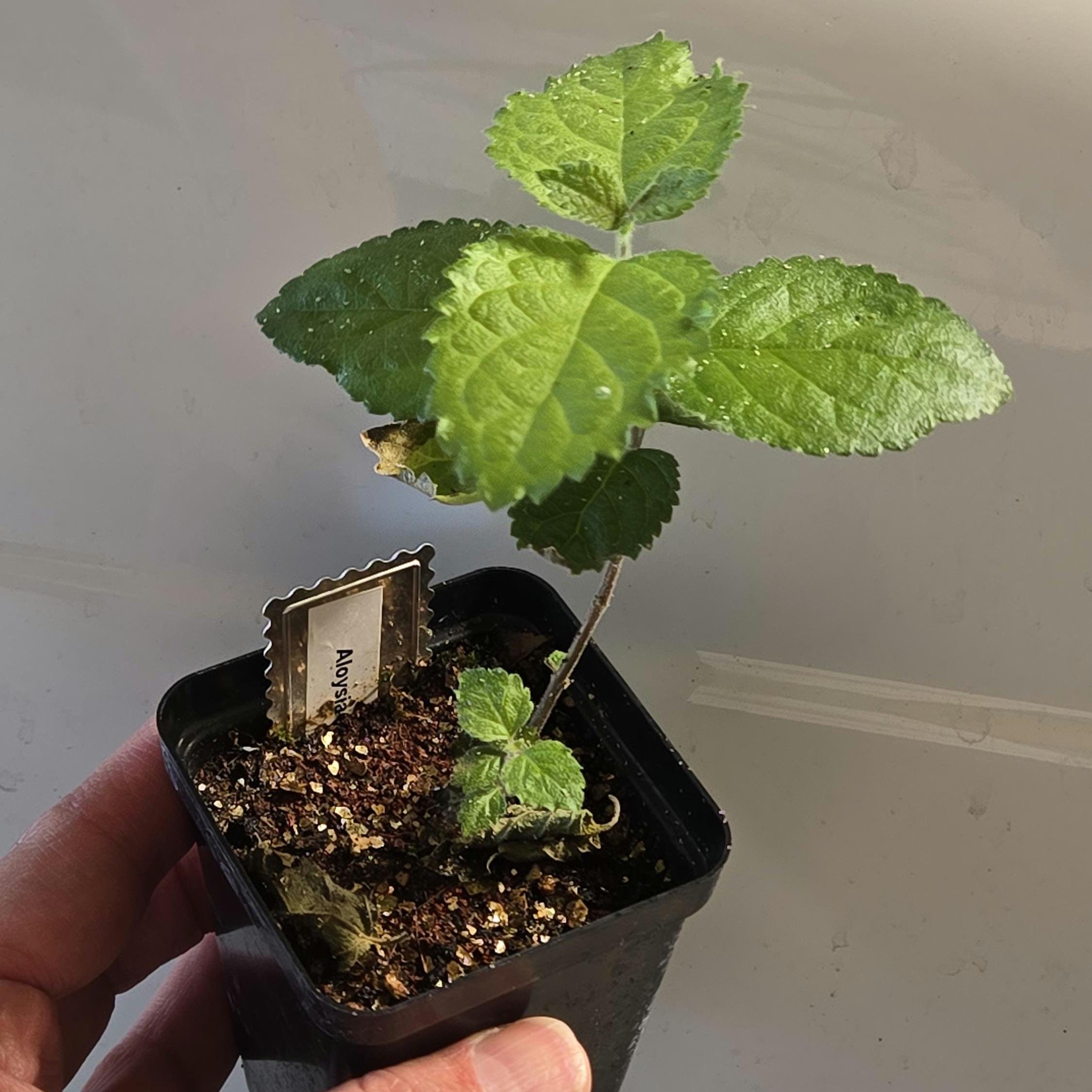 Aloysia virgata (Sweet Almond Bush) Live Plant in 2.5" pot