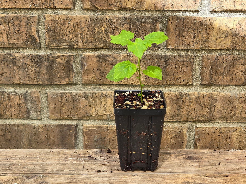 Pavonia lasiopetala (Rose Pavonia) Live Plant in 3.5" pot