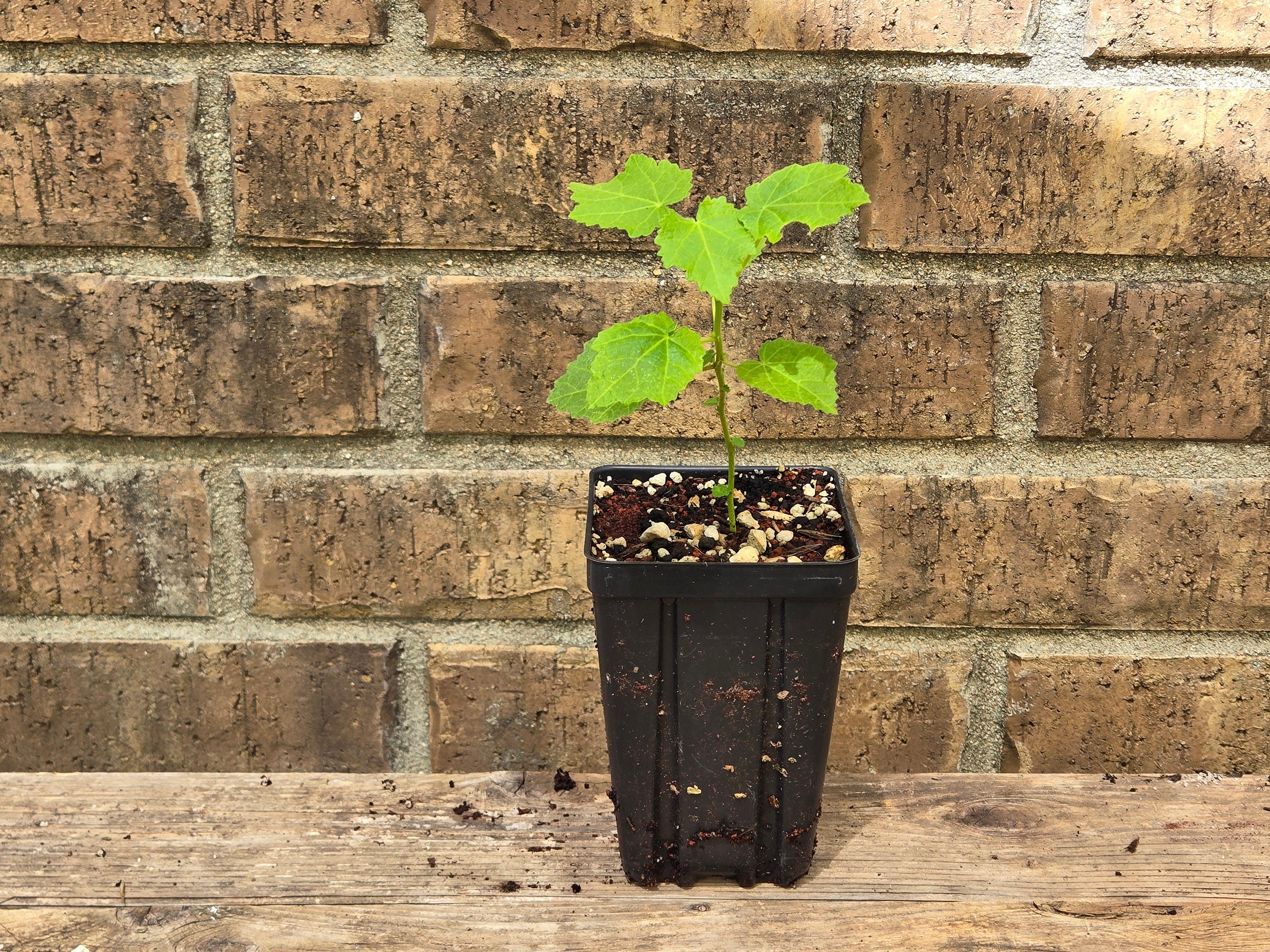 Pavonia lasiopetala (Rose Pavonia) Live Plant in 3.5" pot