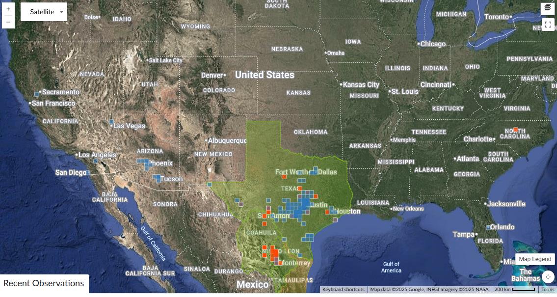 Bauhinia lunarioides (Anacacho Orchid) - 10 Seeds