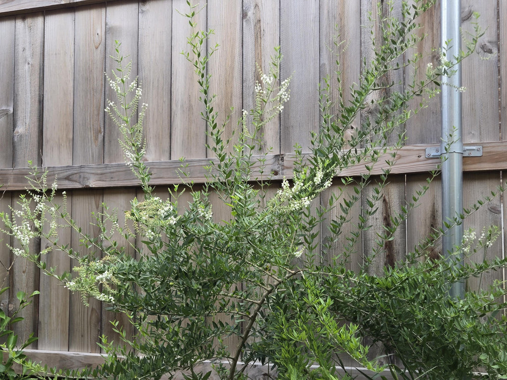 Aloysia gratissima (Whitebrush) - 100 Seeds