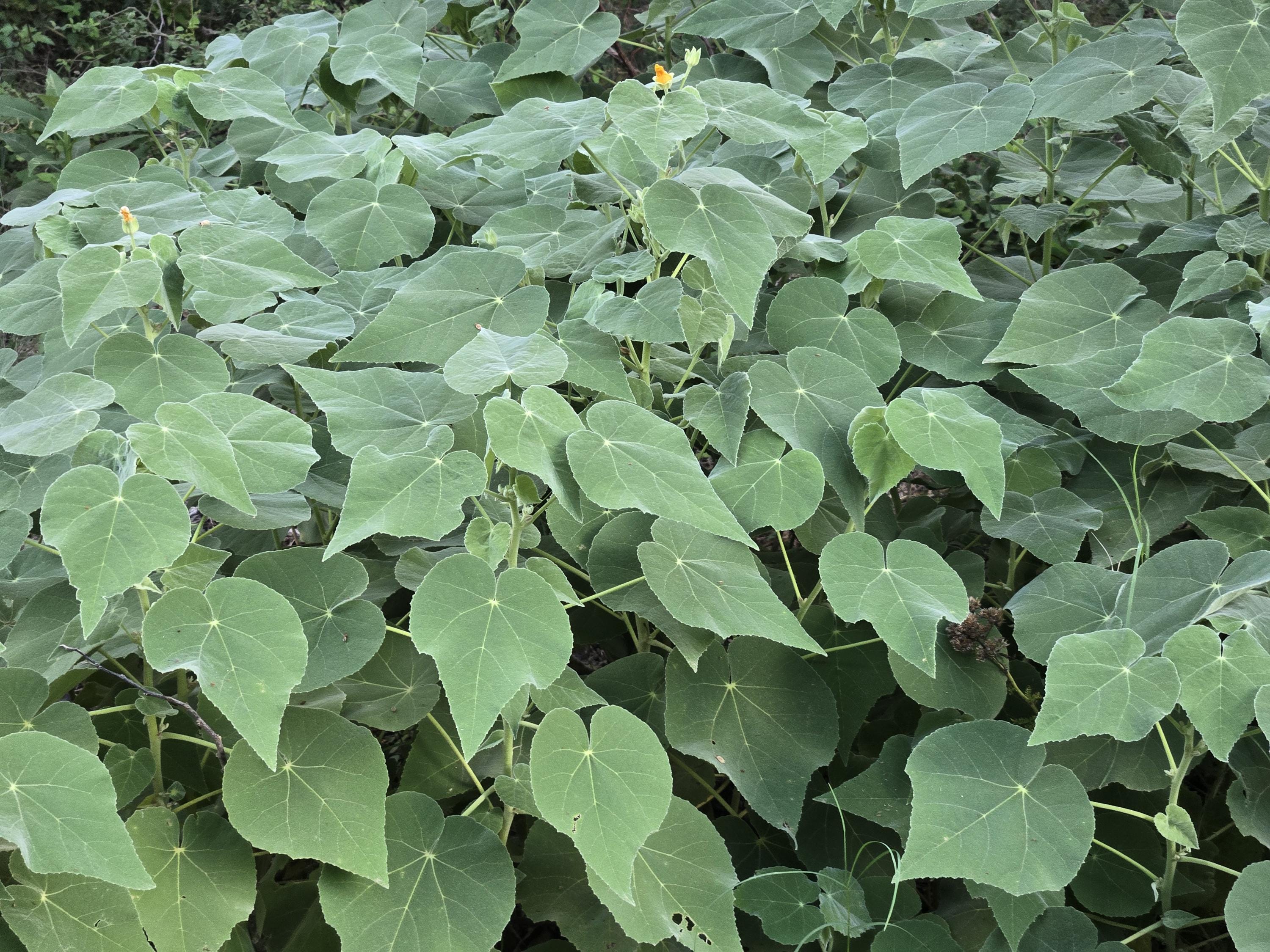 Allowissadula holosericea (Velvet-leaf Mallow) - 10 Seeds