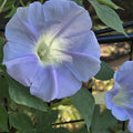 Ipomoea lindheimeri (Lindheimer's Morning Glory) Live Plant in 3.5" pot