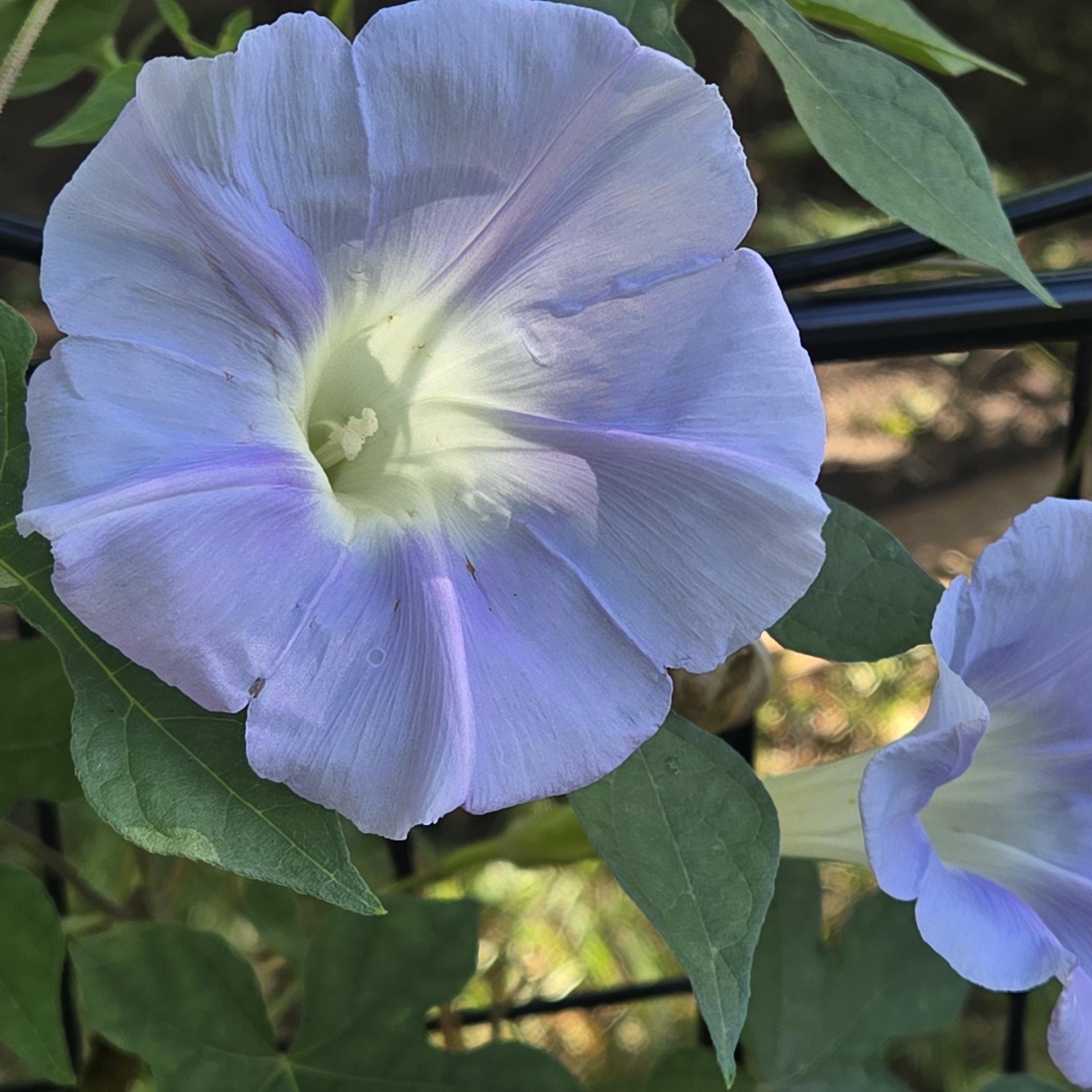 Ipomoea lindheimeri (Lindheimer's Morning Glory) Live Plant in 3.5" pot