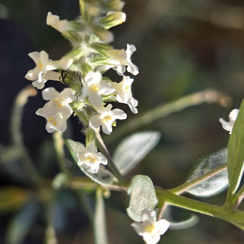 Aloysia gratissima (Whitebrush) Live Plant in 1 gallon pot