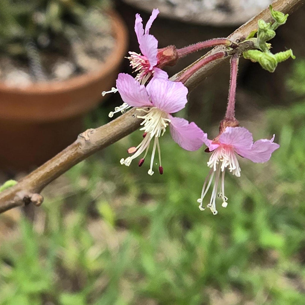 Ungnadia speciosa (Mexican Buckeye) Live Plant in half qt pot