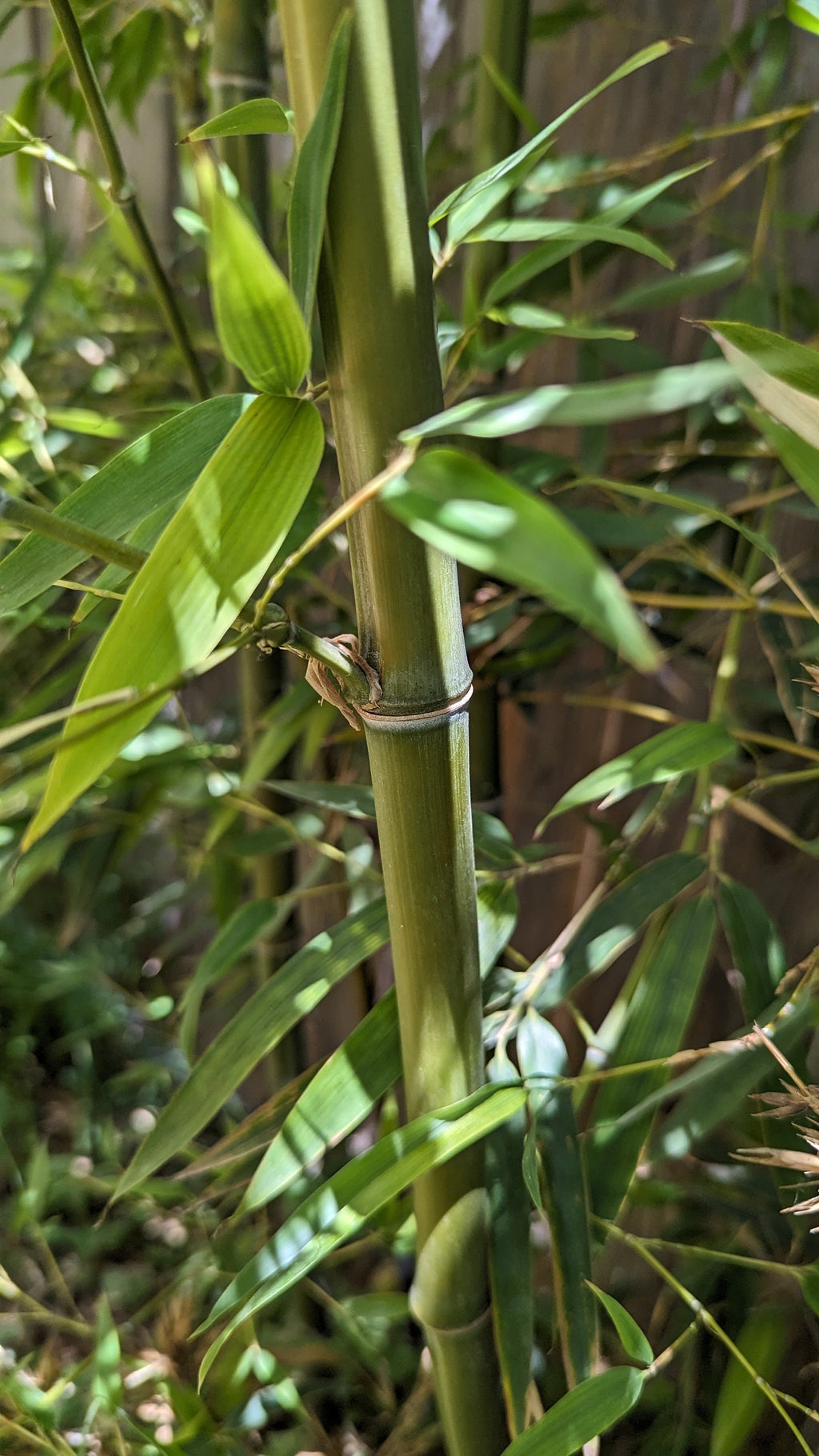Phyllostachys nigra (Black Bamboo) Live Plant in 1 gallon pot