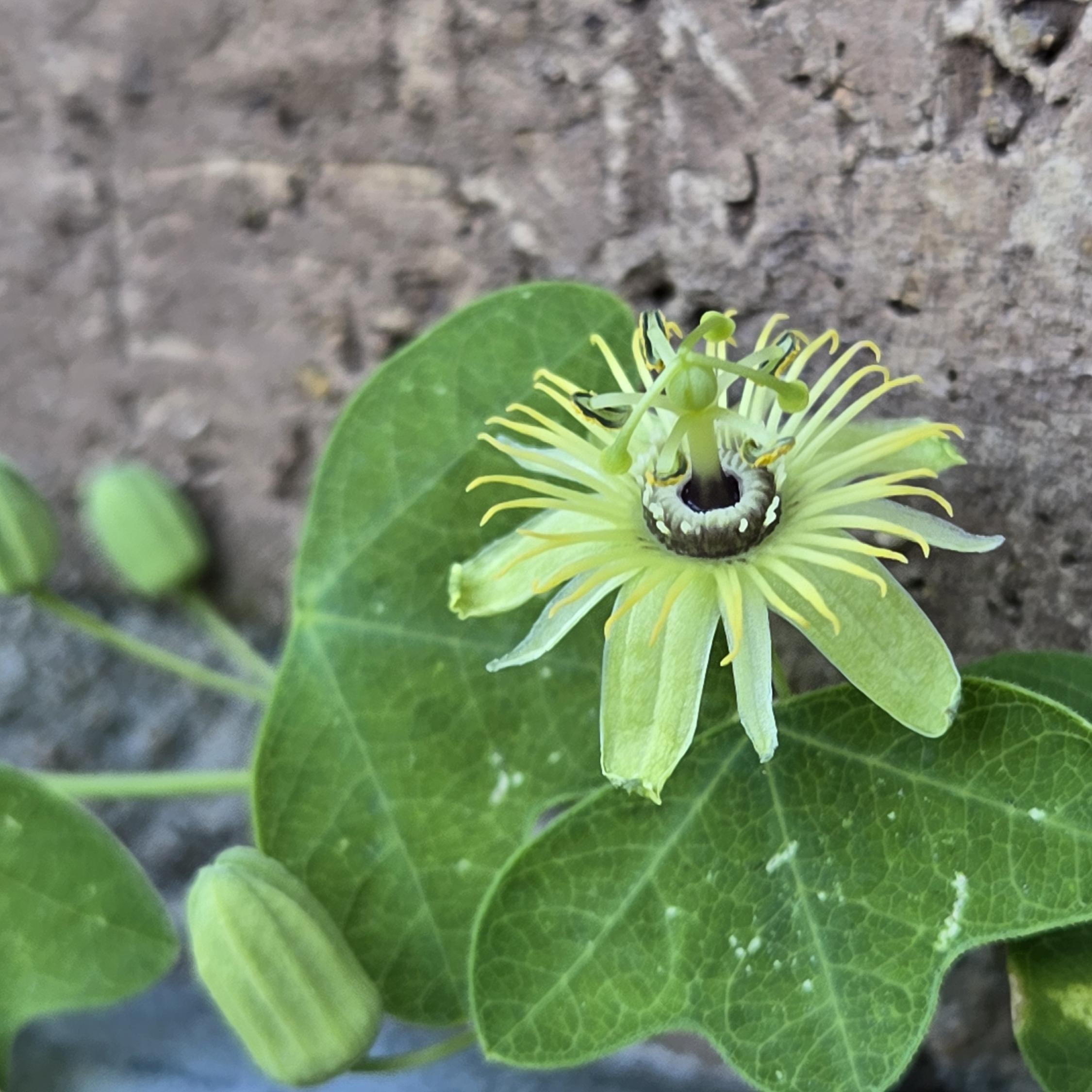 Passiflora lutea (Yellow Passionflower) Live Plant in 5" pot