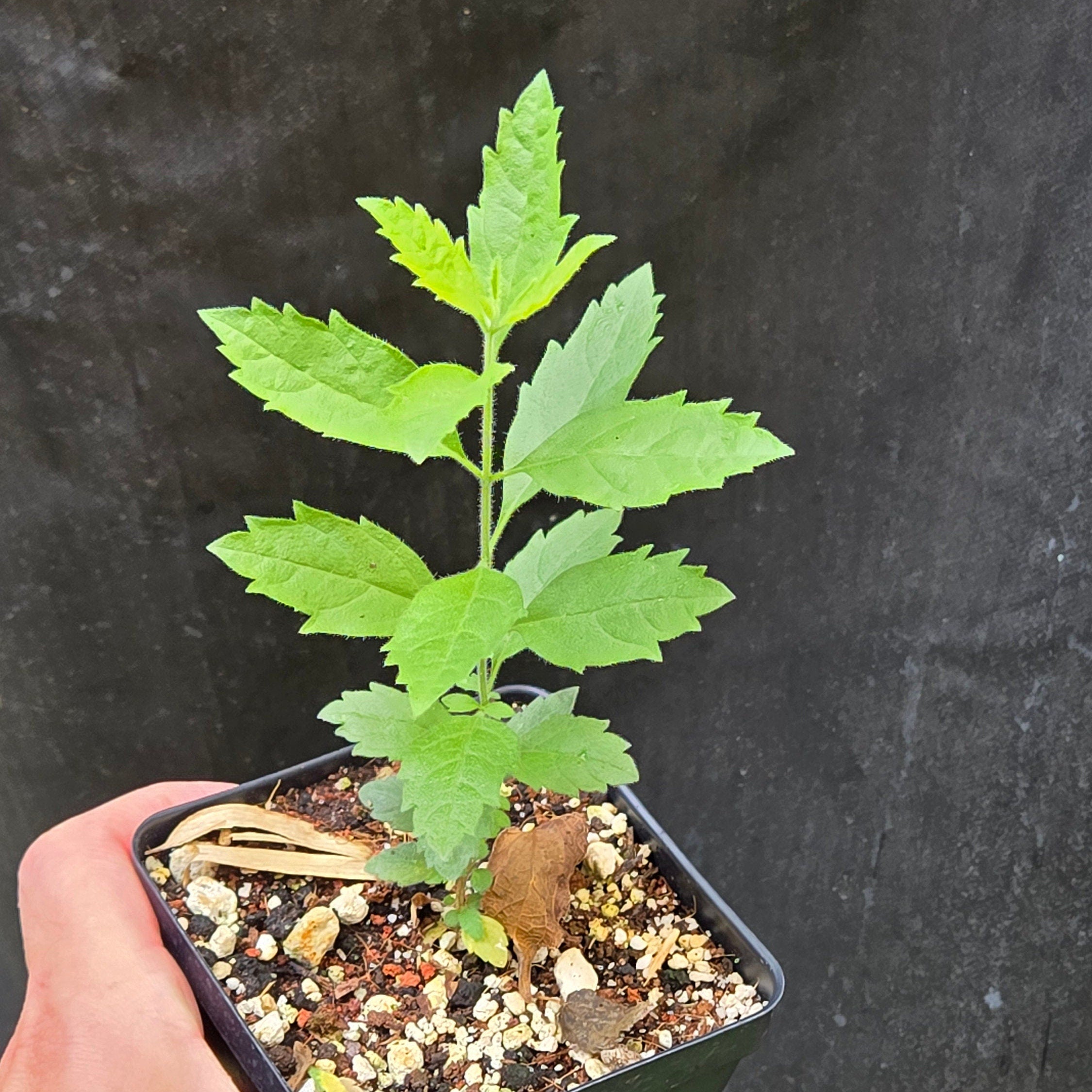 Aloysia gratissima (Whitebrush) Live Plant in 2.5" pot