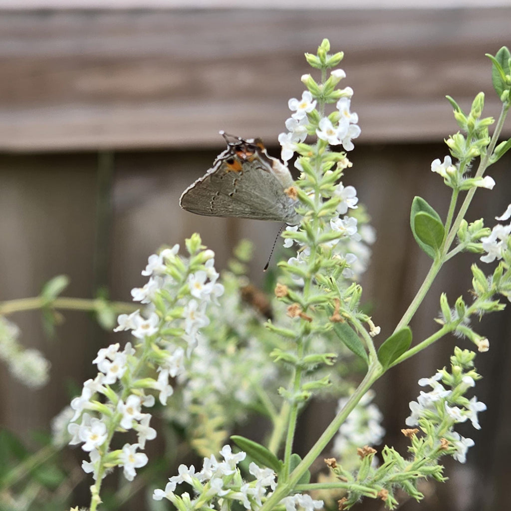 Aloysia gratissima (Whitebrush) Live Plant in 5" pot