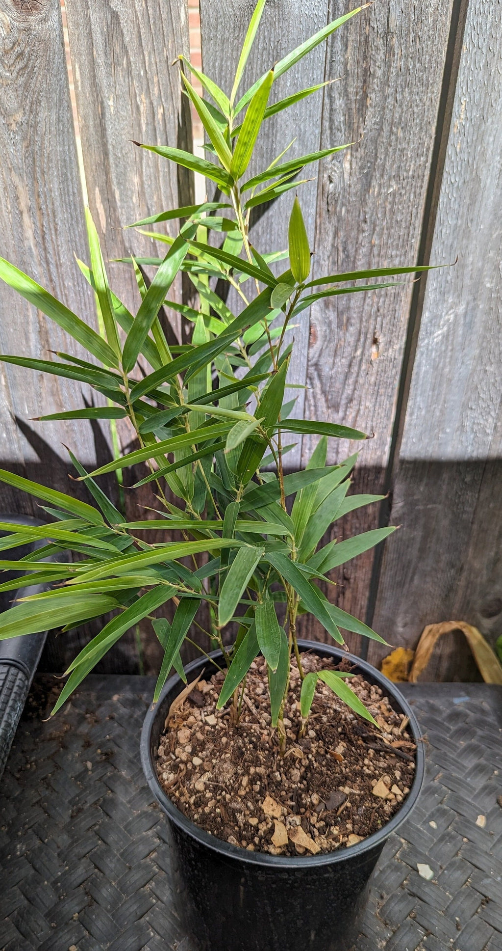 Phyllostachys nigra (Black Bamboo) Live Plant in 1 gallon pot