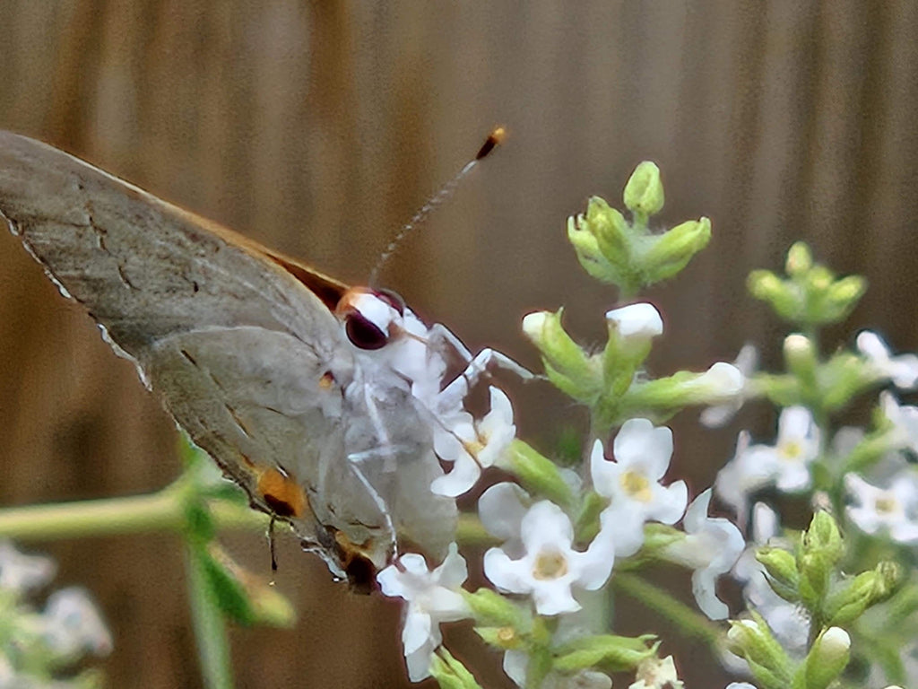 Aloysia gratissima (Whitebrush) Live Plant in 3.5" pot