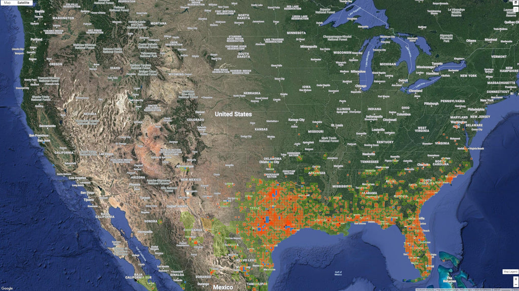 Ipomoea cordatotriloba (Tievine) - 20 Seeds