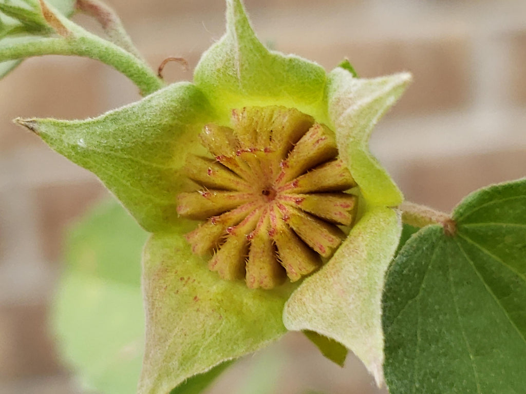 Malvastrum aurantiacum (Wright's False Mallow) Live Plant in 3.5" pot