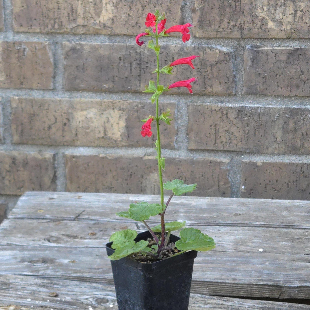 Salvia roemeriana (Cedar Sage) Live Plant in 2.5" pot