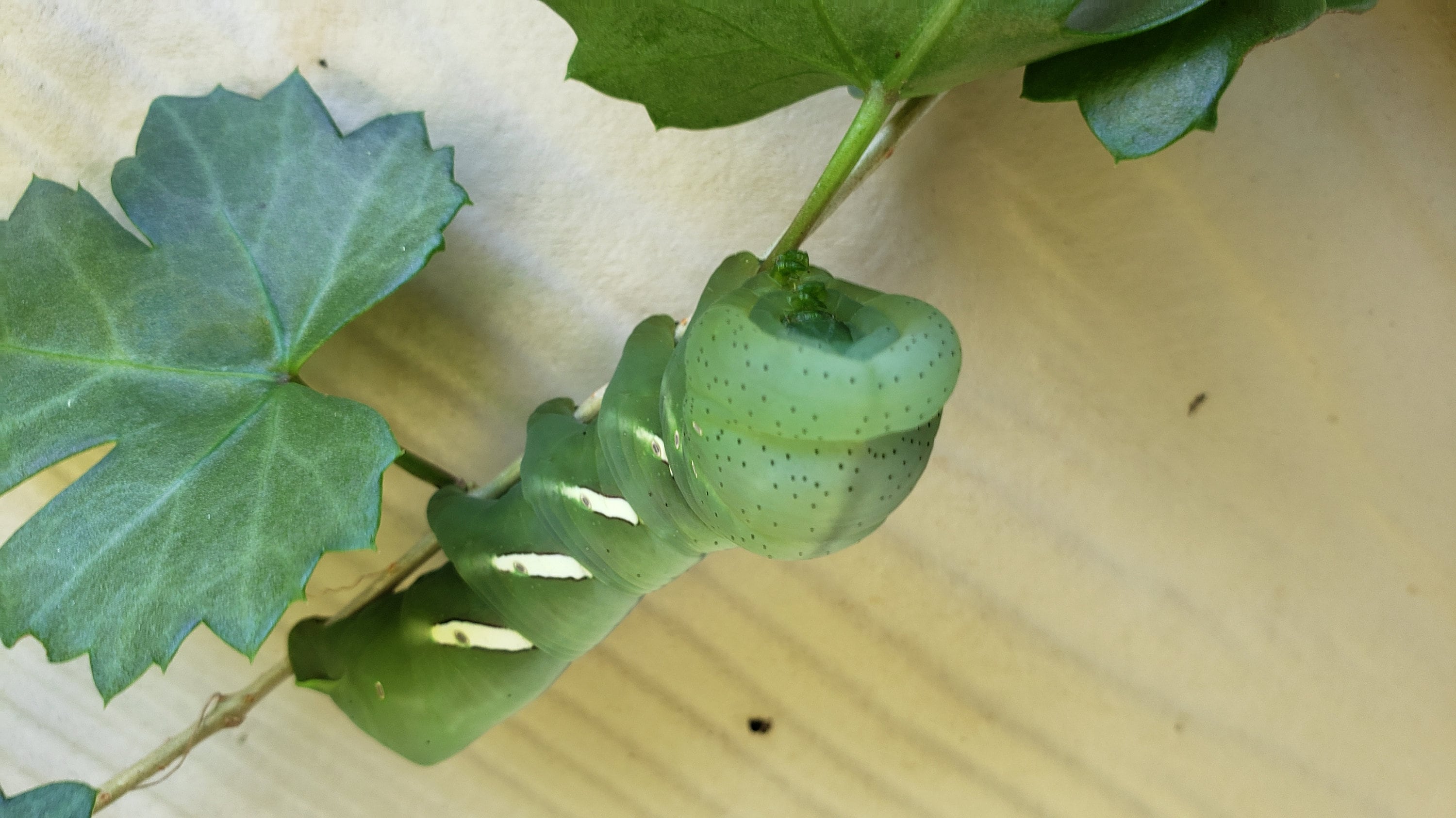 Cissus trifoliata (Sorrelvine) - 30 Seeds