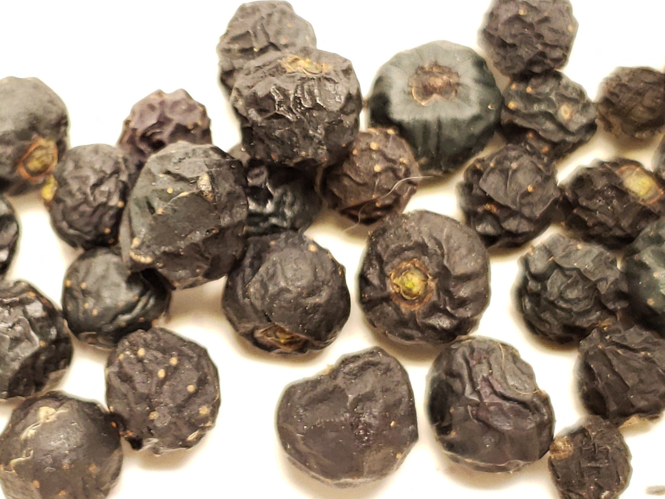 Cissus trifoliata (Sorrelvine) - 30 Seeds