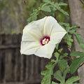 Distimake dissectus (Alamo Vine) - 10 Seeds