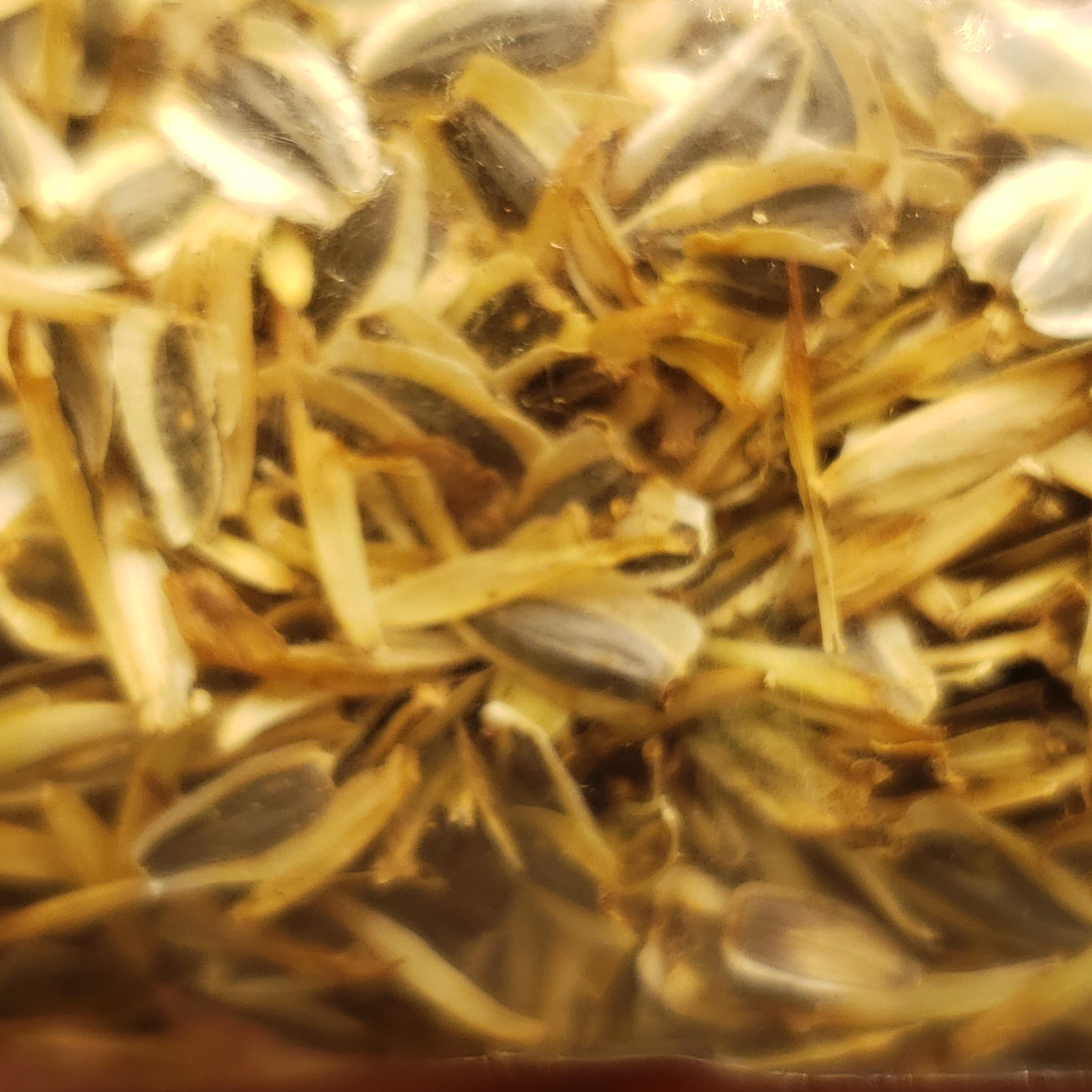 Verbesina lindheimeri (Lindheimer Crownbeard) - 10 Seeds