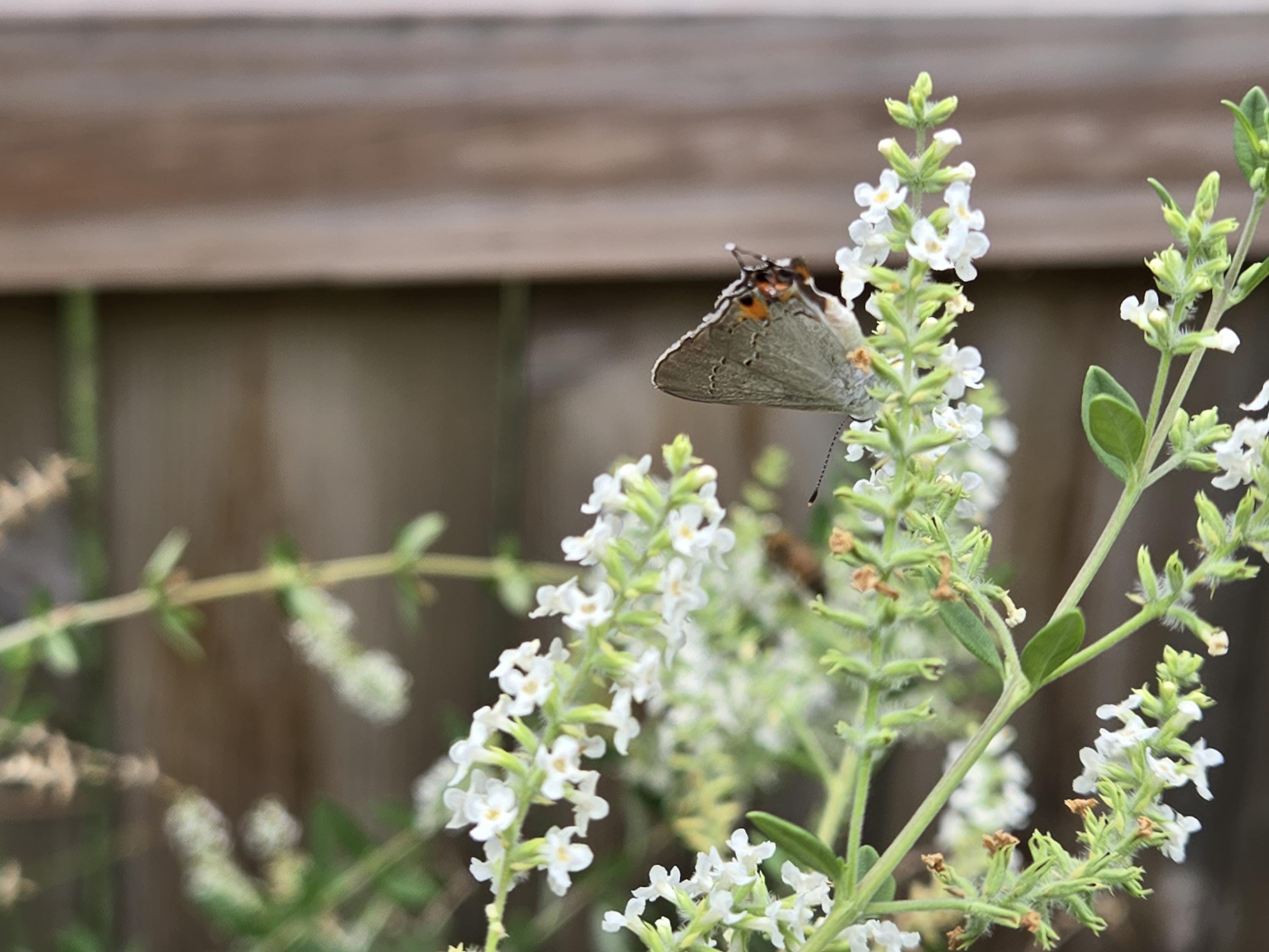 Aloysia gratissima (Whitebrush) Live Plant in 1 gallon pot