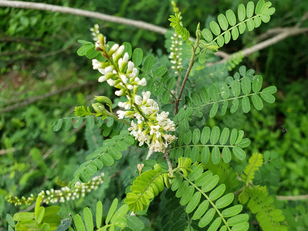 Eysenhardtia texana (Texas Kidneywood) Live Plant in 2.5" pot