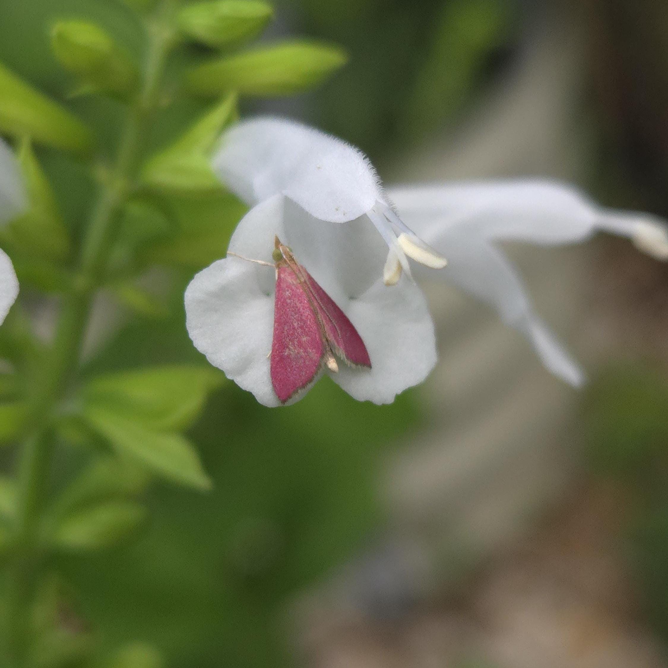Salvia coccinea (Tropical Sage) White - 20 Seeds