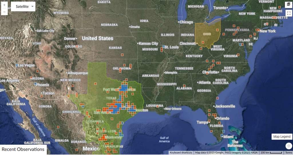Ageratina havanensis (Shrubby Boneset) - 50 Seeds