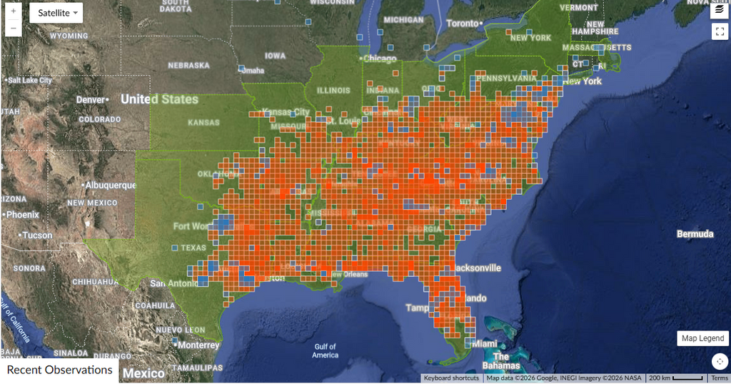 Salvia lyrata (Lyreleaf Sage) - 20 Seeds