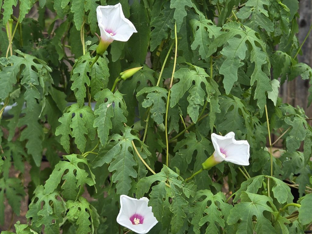 Distimake dissectus (Alamo Vine) - 10 Seeds