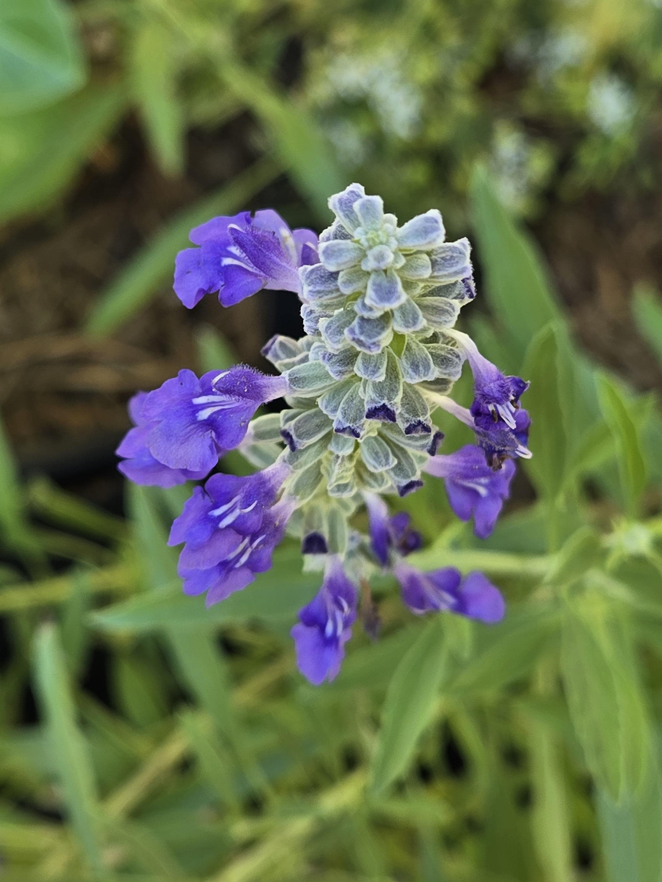 Salvia farinacea (Mealy Blue Sage) Live Plant in 3.5" pot