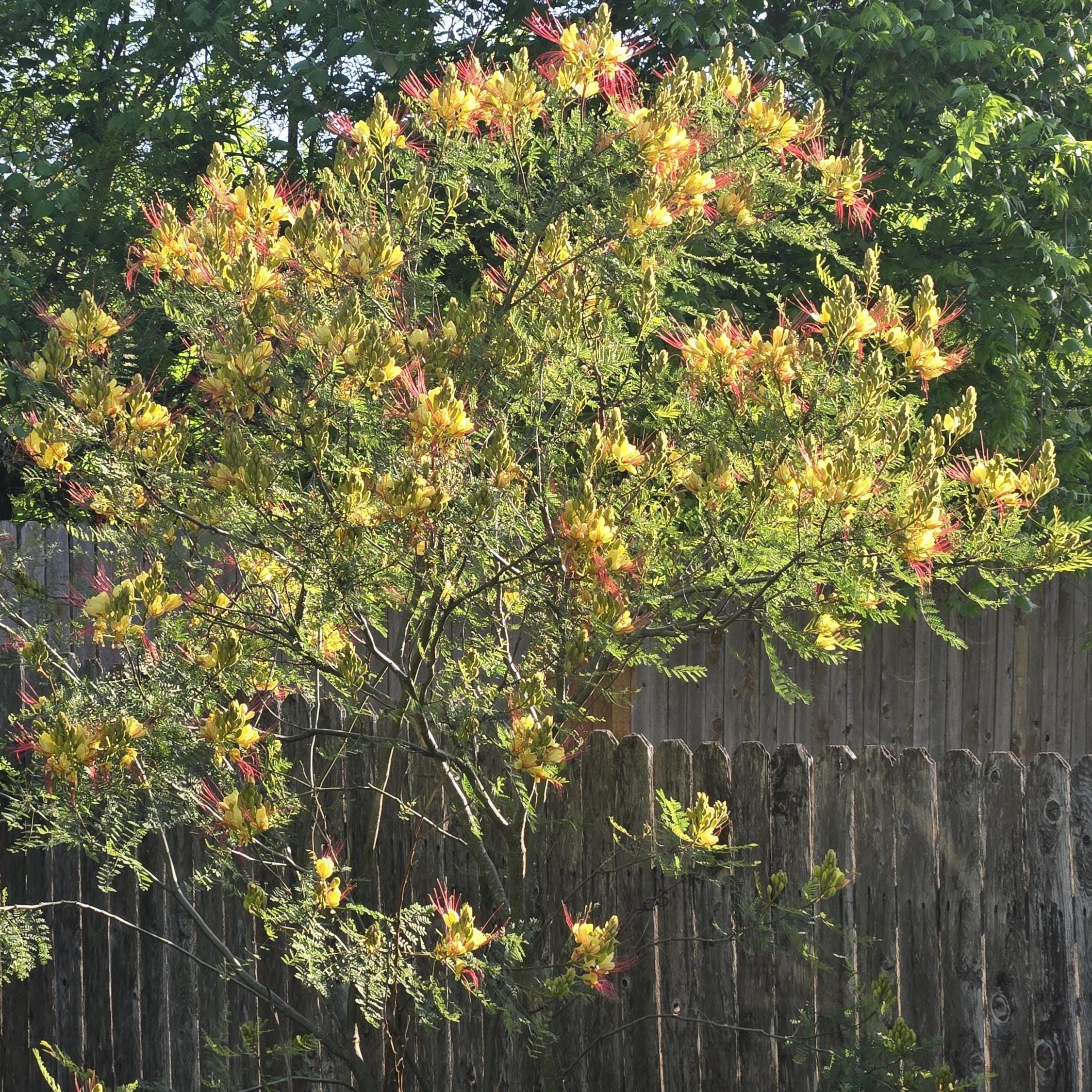 Erythrostemon gilliesii (Yellow Bird-of-Paradise Shrub) - 20 Seeds