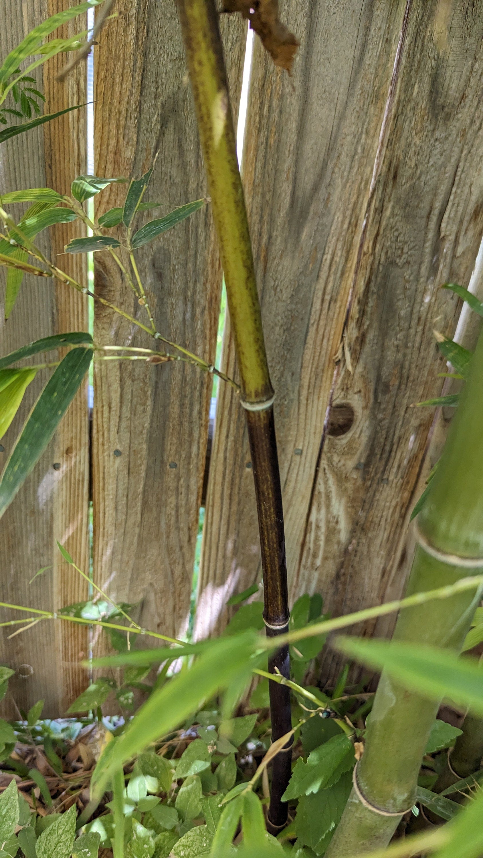 Phyllostachys nigra (Black Bamboo) Live Plant in 1 gallon pot