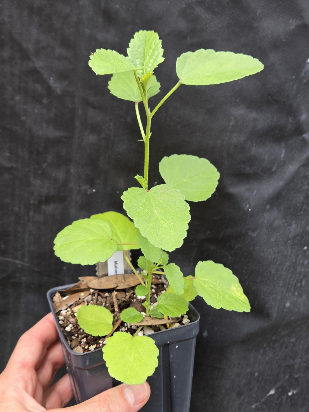 Malvastrum aurantiacum (Wright's False Mallow) Live Plant in 3.5" pot