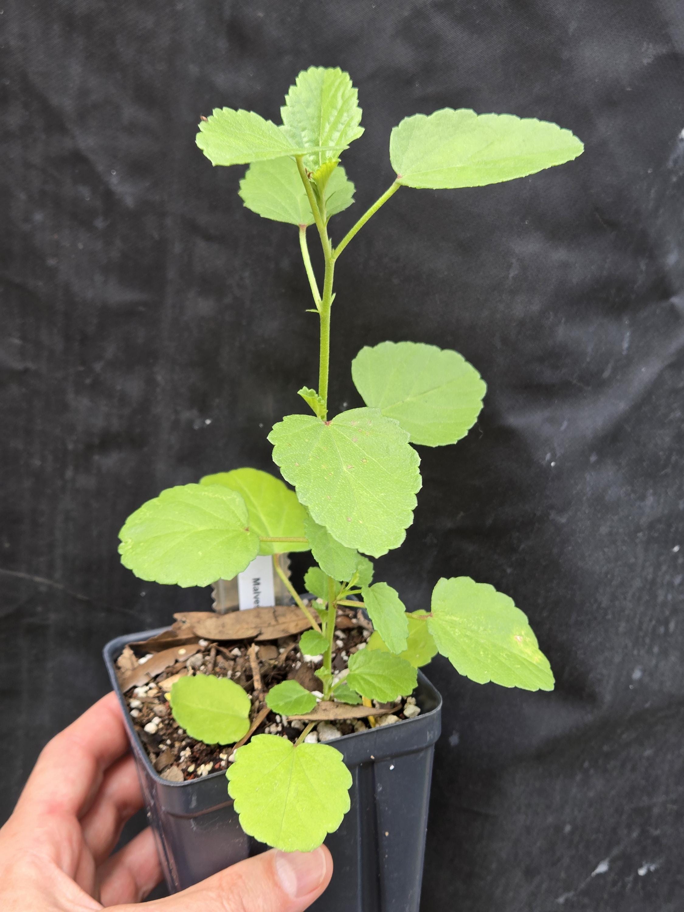 Malvastrum aurantiacum (Wright's False Mallow) Live Plant in 3.5" pot