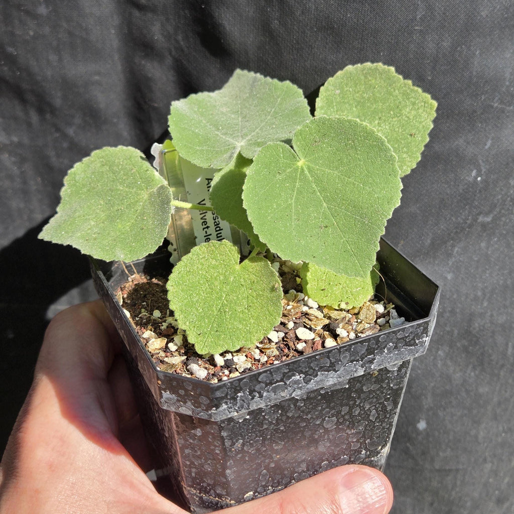 Allowissadula holosericea (Velvet-leaf Mallow) - Live Plant in 3.5" pot