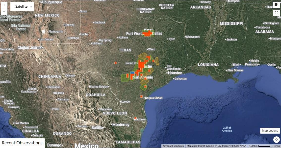 Malvastrum aurantiacum (Wright's False Mallow) Live Plant in 3.5" pot