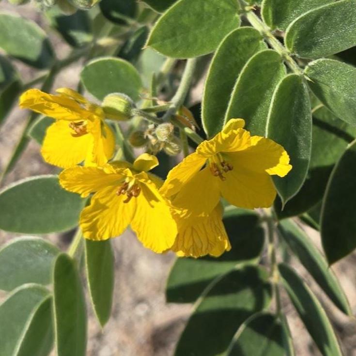 Senna lindheimeriana (Lindheimer's Senna) Live Plant in 2.5" pot