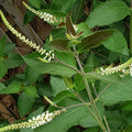 Aloysia virgata (Sweet Almond Bush) Live Plant in 1 gallon pot