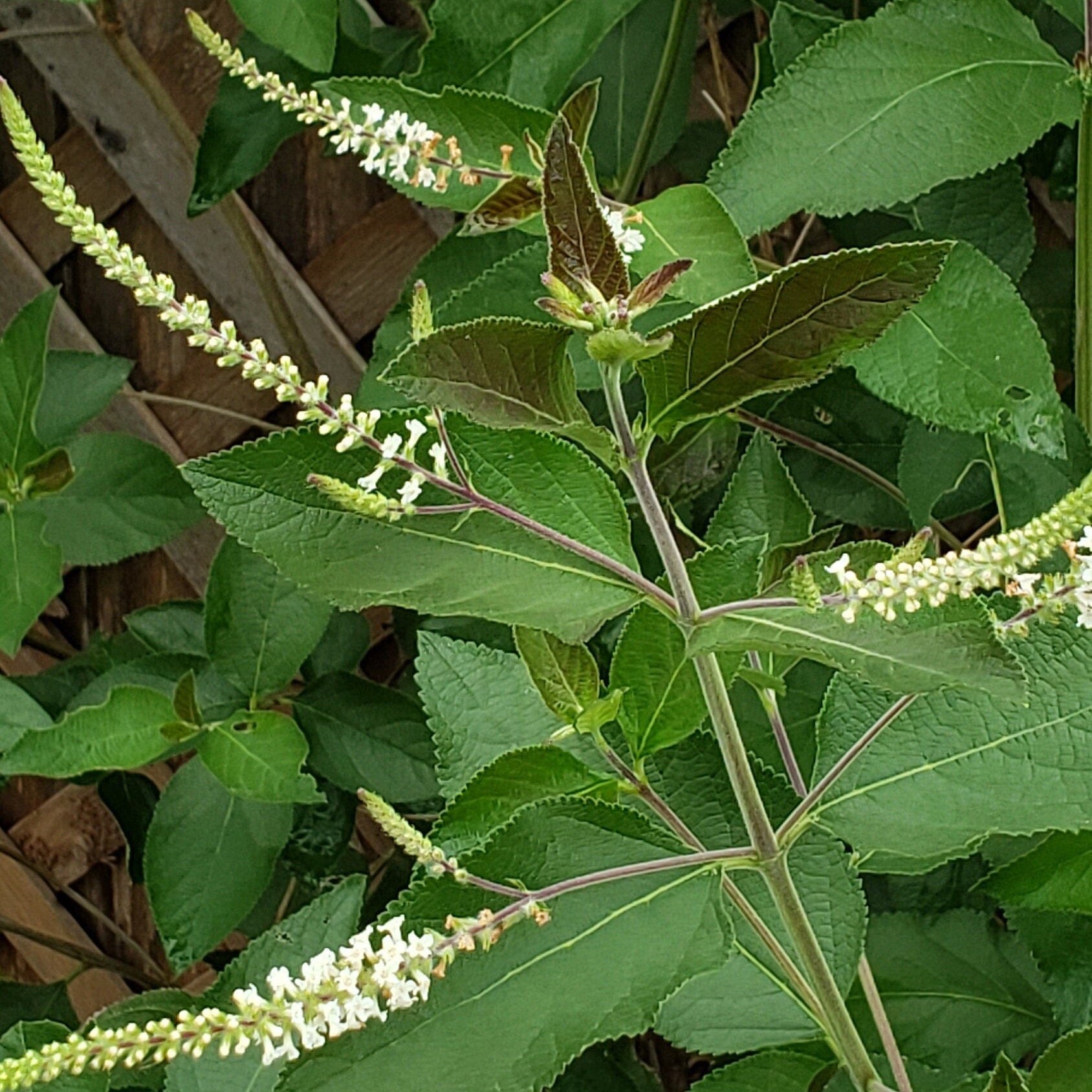 Aloysia virgata (Sweet Almond Bush) Live Plant in 1 gallon pot