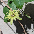Passiflora lutea (Yellow Passionflower) Live Plant in 3.5" pot
