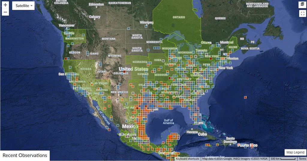 Salvia coccinea (Tropical Sage) - 50 Seeds