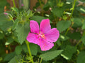 Pavonia lasiopetala (Rose Pavonia) Live Plant in 2.5" pot